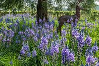 Animal sculpture surrounded by naturalised Camassia leichtlinii. 