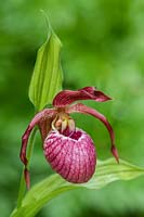 Cypripedium ventricosum - Showy Lady's Slipper orchid
