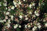 Luma apiculata - Chilean myrtle