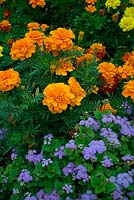 Ageratum and French Marogold - Tagetes used in traditional summer amenity bedding