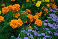 Ageratum and French Marogold - Tagetes used in traditional summer bedding