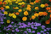 Ageratum and French Marogold - Tagetes in traditional summer amenity bedding