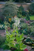 Nicotiana sylvestris - tobacco plant in garden setting 