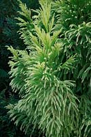 Cryptomeria japonica 'Sekkan-sugi' - Japanese Cedar 'Sekkan-sugi'