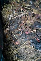 Anguis fragilis - Slow Worm on compost heap. 
