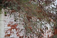 Buddleja davidii growing out of and damaging an old brick wall. 