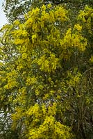 Acacia pravissima - Oven's wattle
 