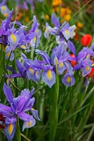 Iris 'Sapphire Beauty' - Dutch Iris  'Sapphire Beauty'