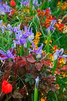 Iris 'Sapphire Beauty' - Dutch Iris 'Sapphire Beauty'