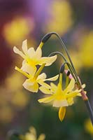 Narcissus 'Hawera' - Daffodil 'Hawera'
 
