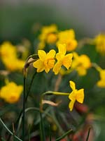 Narcissus 'More and More' - Jonquil 'More and More'