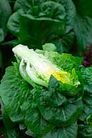 Lactuca sativa 'Winter Density' - Lettuce 'Winter Density'
