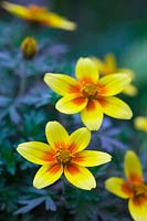 Bidens - yellow flowered Bidens