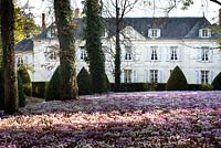 View across a carpet of naturalised Cyclamen towards topiary and hedge in front of a French
 chateau