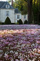 View across a carpet of naturalised Cyclamen towards topiary in front of a 
French chateau