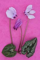 Botanical specimens of Cyclamen hederifolium showing different flower colours