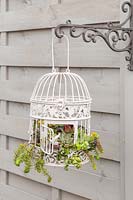 Ornate birdcage planted with a mix of succulents hanging from bracket in garden. 