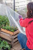 Woman using wooden pegs to fix bubble wrap to inside of greenhouse to provide insulation against the cold winter weather. 