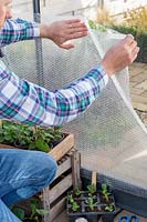 Man using clear adhesive tape to fix bubble wrap to inside of greenhouse to provide insulation against the cold winter weather. 