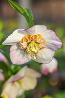 Helleborus x hybridus 'Ashwood Garden Hybrids' Single white, pink picotee, Anemone form