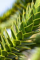 Araucaria araucana - Chile Pine or monkey puzzle tree