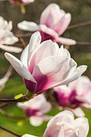 Magnolia 'Athene'