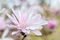 Magnolia stellata 'Jane Platt'