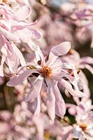 Magnolia x loebneri 'Leonard Messel' - Magnolia 'Leonard Messel'
