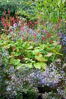 Persicaria amplexicaulis 'Firedance' with Symphyotrichum 'Little Carlow'. 