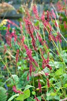 Persicaria amplexicaulis 'Firedance' - Red Bistort 'Firedance'
