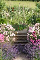 View of garden steps framed by Rosa mundi and Rose 'Felicia, leading to the kitchen garden. 