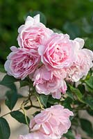 Rosa 'Felicia' - Hybrid Musk Rose