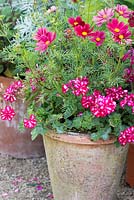 Pot with striped ivy-leafed Pelargonium and Cosmos