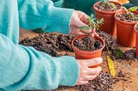 Potting up a rooted cutting of Hebe 'Blue Star' in individual plastic pot