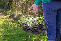 Woman carrying wire trug of lifting Galanthus - Snowdrops for division.
