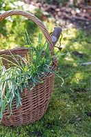Newly lifted Galanthus - Snowdrops in wicker basket. 