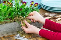 Woman adding topdressing of moss to spring table decoration with Primula 'Gold Lace', Viola, Primula veris and Fritillaria michailovskyi.
