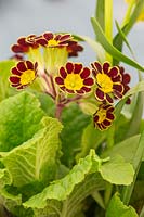 Primula Gold-laced Group  - Polyanthus Gold-laced Group