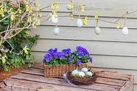Easter display with pastel eggs and feathers in nest, wicker tray with Viola - Pansies and flowering Corylopsis branch.
