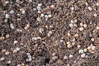 Radish seeds on compost - Raphanus raphanistrum subsp. sativus