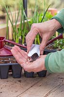 Pouring Kohlrabi 'Purple Delicacy' seeds from packet into hand