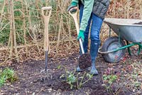Adding well-rotted manure to Rose shrubs in border with a spade