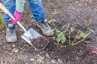 Adding well-rotted manure to Rose shrubs in border with spade