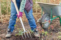 Working in well rotted manure around Rose shrubs with garden fork