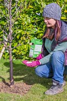 Woman adding fertiliser to newly planted Apple tree