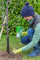 Woman wearing garden gloves adding fertiliser to newly-planted Malus domestica - 
 Apple tree