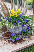 Small hanging basket with Viola, Hedera - Ivy - and Narcissus
 'Tete a Tete' - Dwarf Daffodil, just planted up and not yet hung up