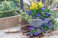 Hanging basket with Viola, Hedera - Ivy - and Narcissus 'Tete a Tete' - Dwarf Daffodil, just planted and not yet hung up
