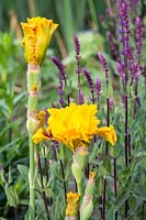 Iris barbata 'Dazzling Gold' with purple Salvia nemorosa 'Caradonna'