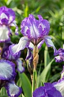 Iris barbata 'Arctic Fancy' 